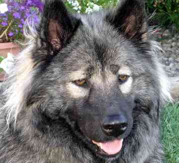 EURASIER
